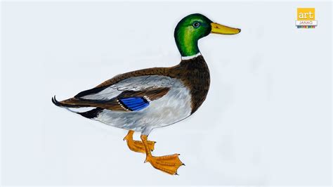 Discover 81+ mallard duck sketch latest - seven.edu.vn