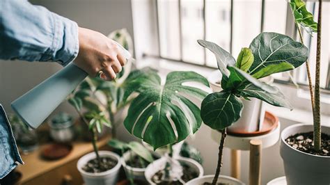 The best indoor plant books for your plant parent journey