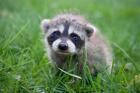 Download Crying Cute Raccoon On Grass Picture | Wallpapers.com