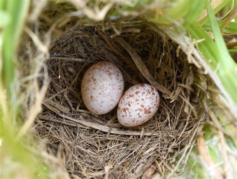 Green eggs and scam: Cuckoo finch's long con may be up