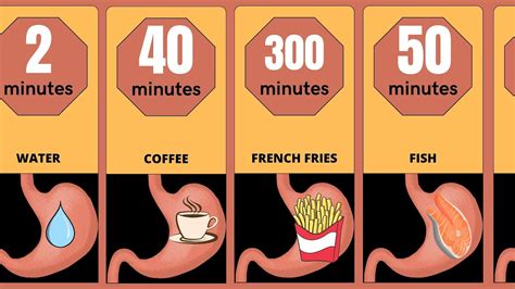 Digestion time - Discover how long your favorite food stays in your ...