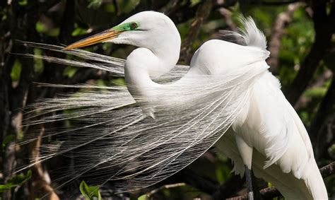 Florida Everglades: Wading birds nesting early, in big numbers