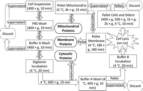 Cell Fractionation of U937 Cells in the Absence of High-speed Centrifugation (Scientific Article ...