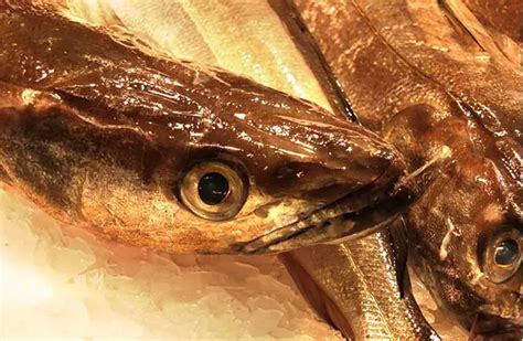 Hake - Description, Habitat, Image, Diet, and Interesting Facts