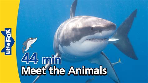 Meet the Animals 44 min | Shark, Alligator, Cheetah, Fox, Bear, Gorilla ...