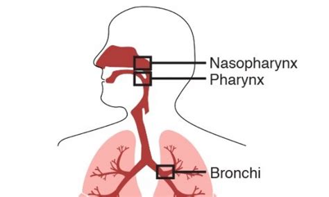 The dangerous dual role of the immune system in COVID-19 • healthcare ...