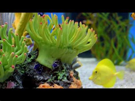 Stunning Aquarium Nature- The Best relaxing music Meditation Sleep - YouTube