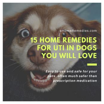 15 Home Remedies For UTI In Dogs You Will Love