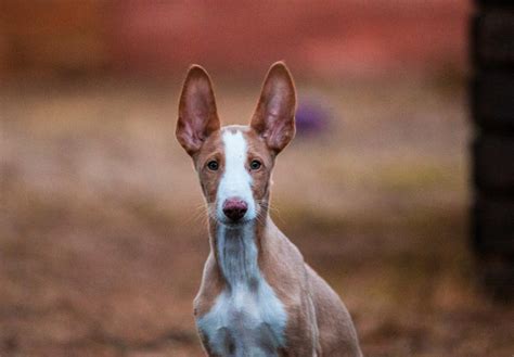 Ibizan Hound Puppies For Sale - AKC PuppyFinder