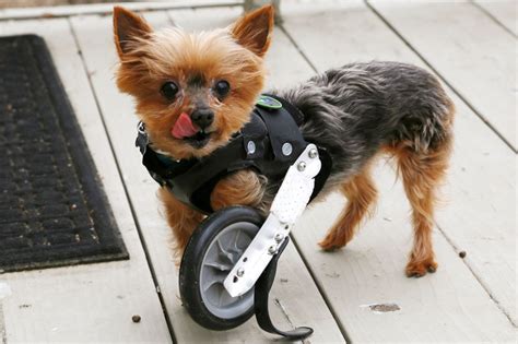 12 Pictures of Animal Amputees Who Walk Again - Photogallery