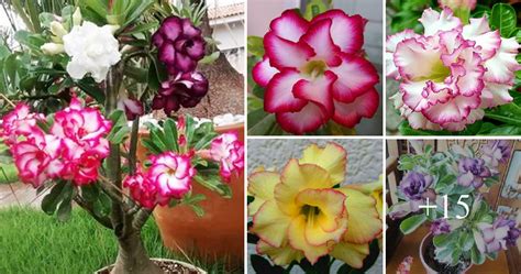 Desert Rose Propagation Starting Adenium Grow Seeds Or Cuttings ...