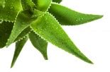 The Many Uses of Aloe Vera