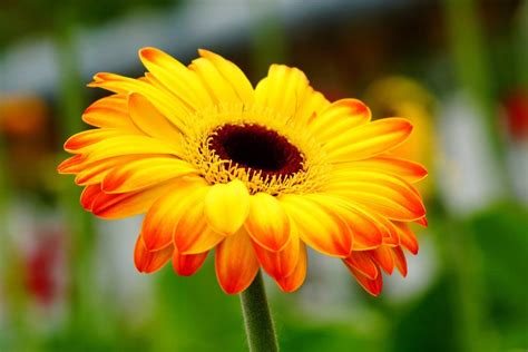 Yellow gerbera daisy 1 by a6-k Gerber Daisies, Gerbera Daisy, Bird Tree, Types Of Flowers ...