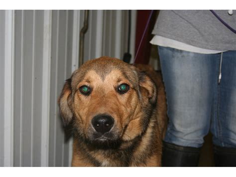 German Shepherd Mix DOG Tan and Black ID:904918 Located at Ross County Humane Society