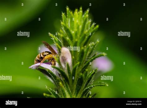 tiny honeybee pollinated of Justicia procumbens flower Stock Photo - Alamy