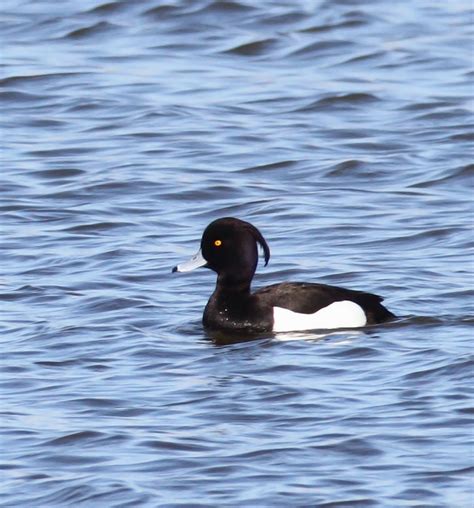 Bill Hubick Photography - Tufted Duck (Aythya fuligula)