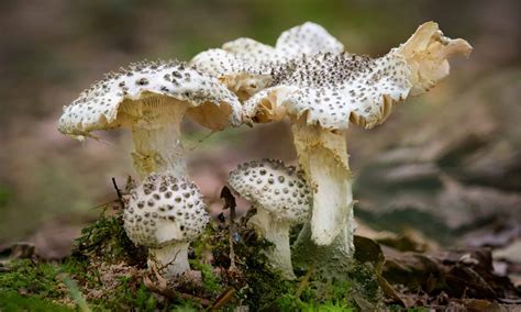 9 Different Types of Poisonous Mushrooms You Should Avoid - A-Z Animals