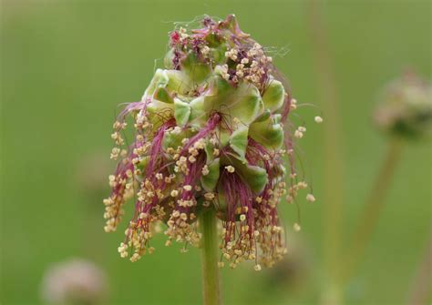 Burnet/salad burnet - characteristics, cultivation and use - live ...