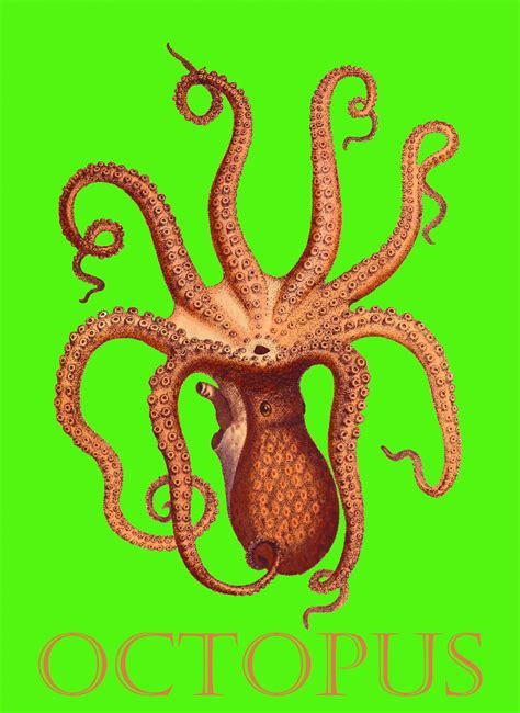 Octopus Vintage Illustration Poster Free Stock Photo - Public Domain Pictures