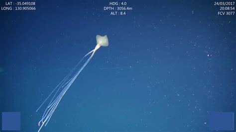 Rare deep-sea Bigfin Squid filmed in Aussie waters for the first time - Scimex