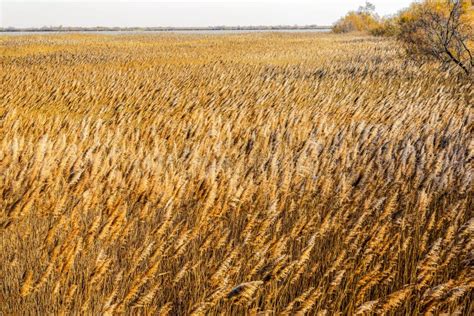 Field of reeds. stock image. Image of plants, nature - 13319903