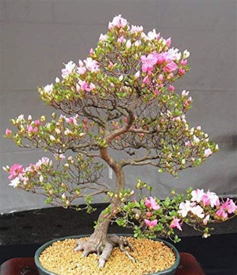 Real Cherry Blossom Bonsai | ubicaciondepersonas.cdmx.gob.mx