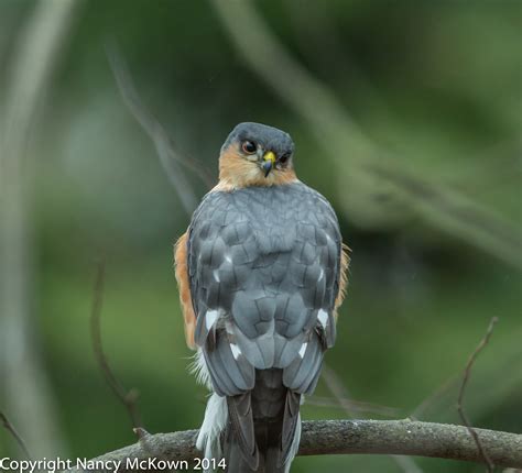 Photographing a Sharp-shinned Hawk Near the Feeder | Welcome to ...