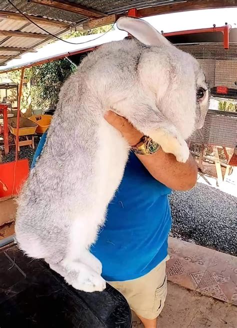 78 best Flemish Giant images on Pholder | Aww, Absolute Units and Pics