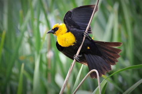 Yellow-headed Blackbird | Audubon Field Guide