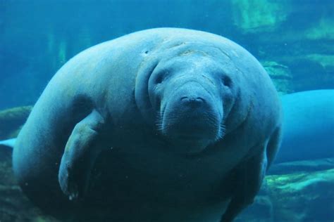 Manatee Appreciation Day 2023 - Wildlife Around the World