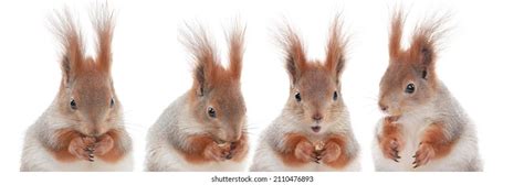 4,234 Squirrel Eating Hazelnuts Images, Stock Photos & Vectors | Shutterstock