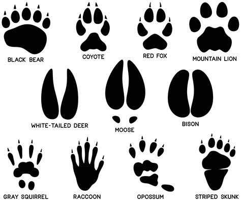 Animal Footprints Identification - photos and vectors