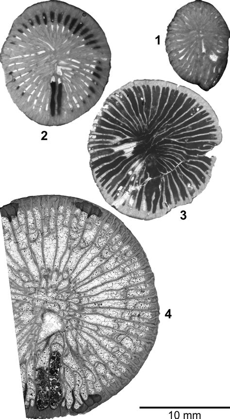 Corals and a cephalopod from the Whirlpool Formation (latest Ordovician, Hirnantian), Hamilton ...