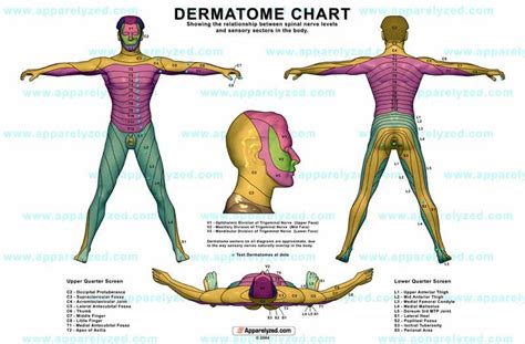 Dermatome Map Of The Body | Dermatome Chart / Dermatome Map | Pediatric ...