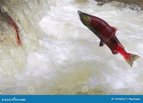 Sockeye Salmon Jumping Waterfall, Closeup Stock Image - Image of fishery, nature: 193586027