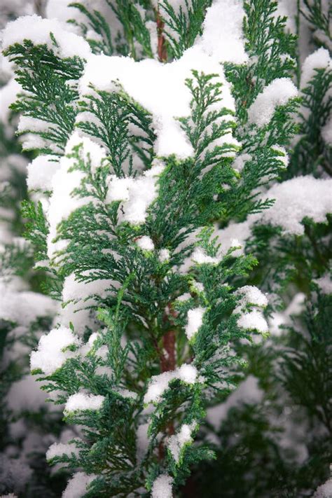 Christmas Evergreen Pine Trees Covered by the Snow Stock Image - Image of frozen, plant: 206948371