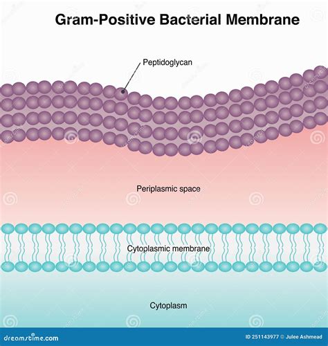 Structure Of Gram-positive Bacteria Cell Wall Royalty-Free Illustration | CartoonDealer.com ...