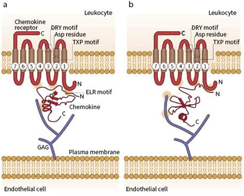 Chemokine Structure and Function