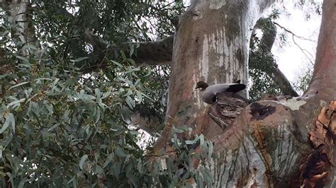 Australian wood ducks find trees fit the bill for nesting - ABC News