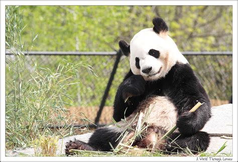 Giant panda at the zoo « A World Through Lenses