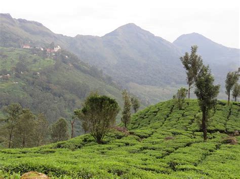 Tea Gardens (Munnar) - 2019 All You Need to Know BEFORE You Go (with Photos) - TripAdvisor