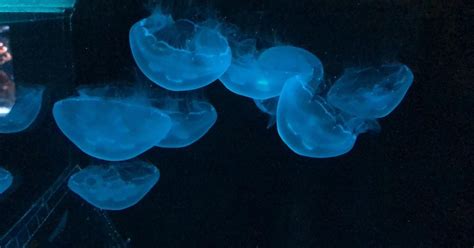 Once taken aboard space shuttle, jellyfish species debuts at Syracuse zoo