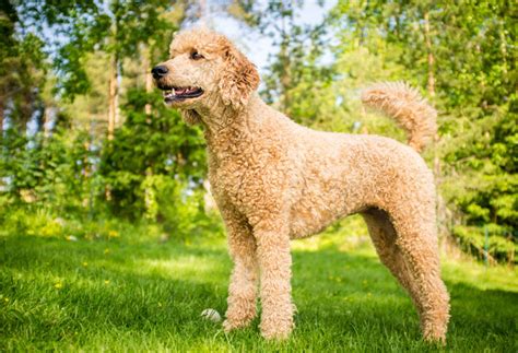 18 Curly Haired Dog Breeds - PlayBarkRun