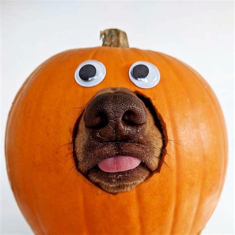 Pin by The Rutledge Firm on HALLOWEENIES | Mini dachshund, Dachshund ...