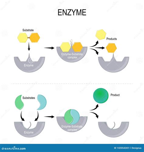 Enzyme. Lock And Key Model. Synthesis. Metabolic Processes Vector Illustration | CartoonDealer ...