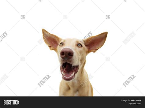 Funny Surprised Puppy Image & Photo (Free Trial) | Bigstock