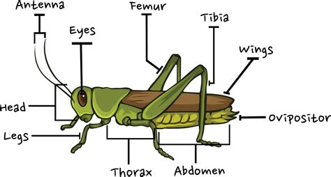 Types of Grasshoppers (with 25 Pictures) – Camping Fun Zone