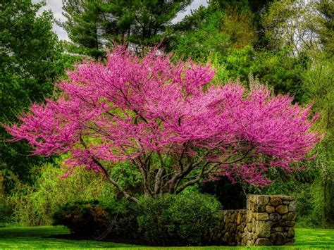 How To Transplant A Redbud Tree | Gardening Know How