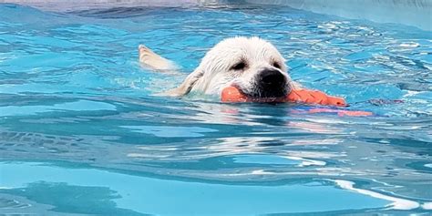 Dive into Fun: Finding the Perfect Dog Swimming Pool Near You - ungdunggame