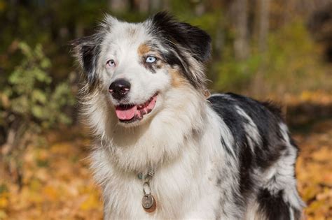 Herding Dog Breeds | The Smart Dog Guide